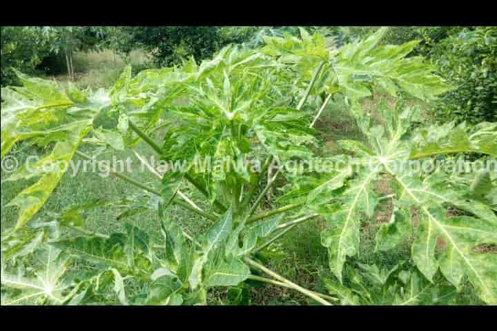 leaf curl of chilli control